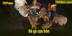 đá gà cựa tròn