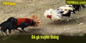 đá gà truyền thống