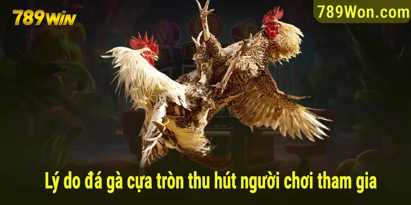 Lý do các trận đá gà cựa tròn tại 789win hút người tham gia