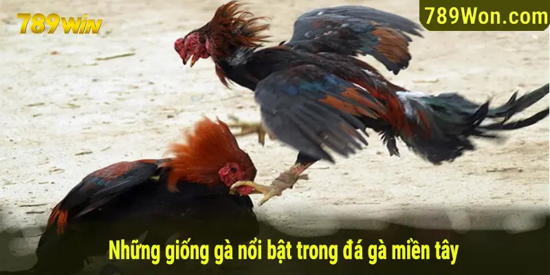 Những giống gà nổi bật trong đá gà miền Tây