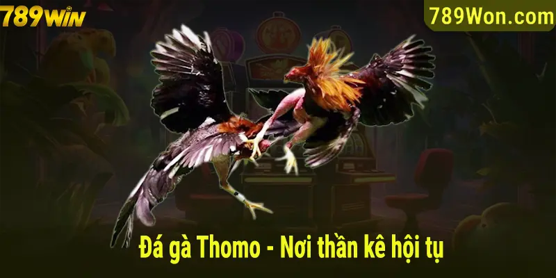 Đá gà Thomo - Hội tụ các trận đấu thần kê hấp dẫn